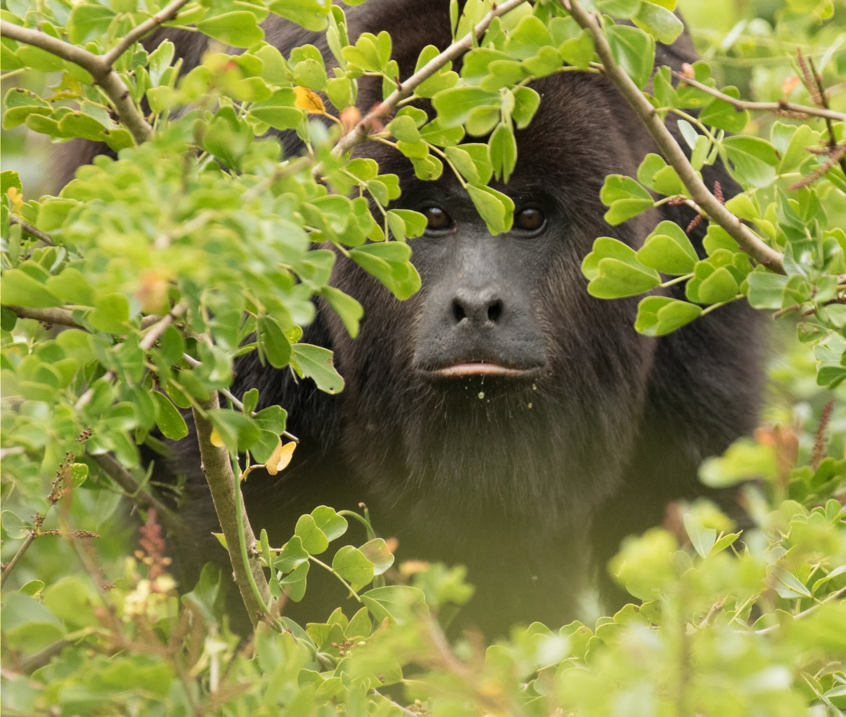 singe belize